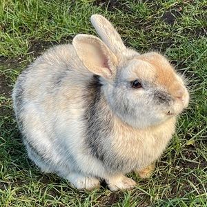 Meet your Posher, Pamela